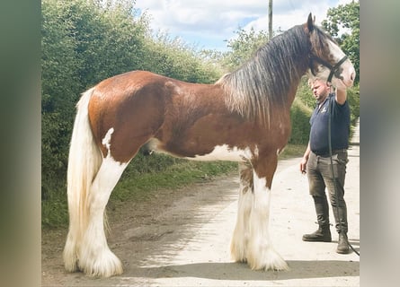 Clydesdale, Étalon, 3 Ans