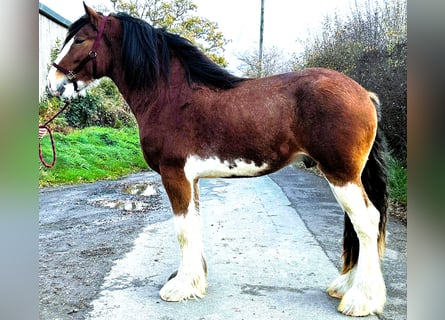 Clydesdale, Étalon, 3 Ans