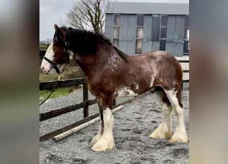 Clydesdale, Étalon, 4 Ans, 181 cm, Bai cerise