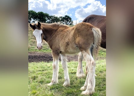 Clydesdale, Étalon, Poulain (01/2024)