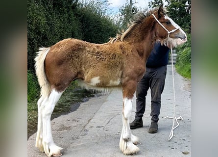 Clydesdale, Étalon, Poulain (01/2024)