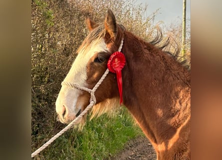 Clydesdale, Étalon, Poulain (04/2024)