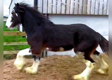 Clydesdale, Gelding, 2 years