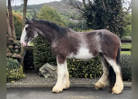 Clydesdale, Gelding, 3 years, 17,3 hh