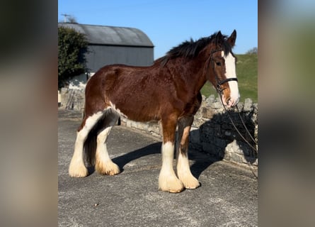 Clydesdale, Gelding, 4 years, 16.2 hh, Bay