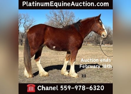 Clydesdale, Gelding, 5 years, 16 hh, Roan-Bay