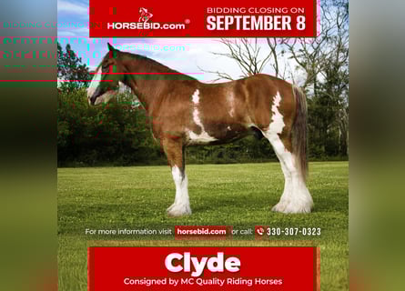 Clydesdale, Gelding, 5 years, 17 hh, Bay