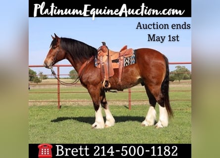 Clydesdale Horses for sale | ehorses.com