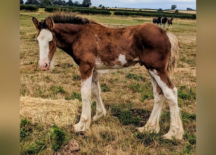 Clydesdale, Gelding, Foal (05/2025), 17 hh, Bay