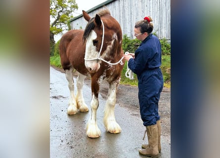 Clydesdale, Giumenta, 11 Anni