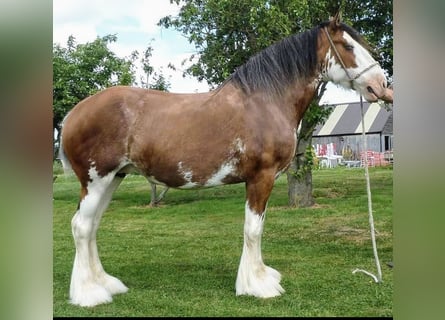 Clydesdale, Giumenta, 16 Anni, 180 cm, Baio ciliegia