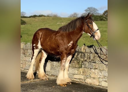 Clydesdale, Giumenta, 3 Anni, 166 cm, Baio roano