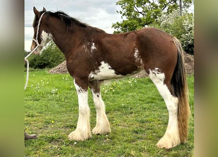 Clydesdale, Giumenta, 3 Anni
