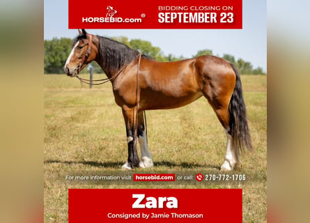 Clydesdale Mix, Giumenta, 4 Anni, 163 cm, Baio ciliegia