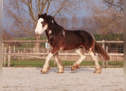 Clydesdale, Giumenta, 6 Anni, 175 cm, Baio