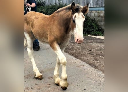 Clydesdale, Giumenta, Puledri
 (01/2023)
