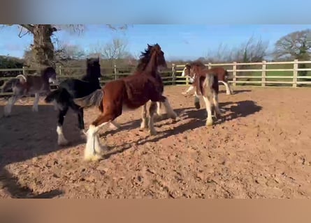 Clydesdale, Hengst, 1 Jaar