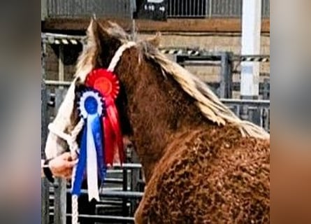 Clydesdale, Hengst, 1 Jaar