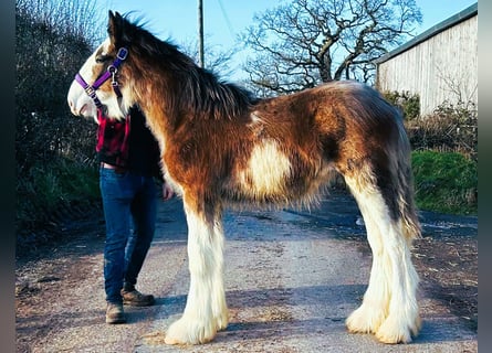 Clydesdale, Hengst, 1 Jaar