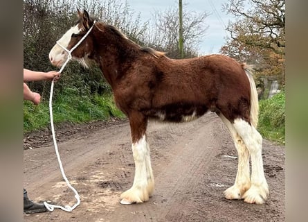 Clydesdale, Hengst, 1 Jaar