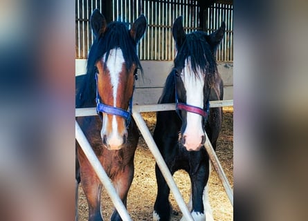 Clydesdale, Hengst, 1 Jaar