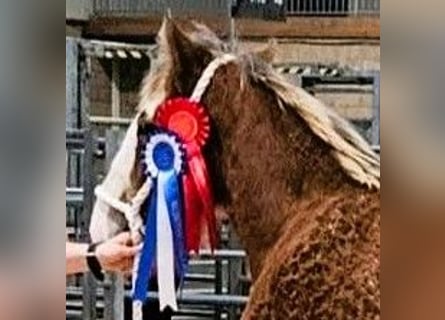 Clydesdale, Hengst, 1 Jahr