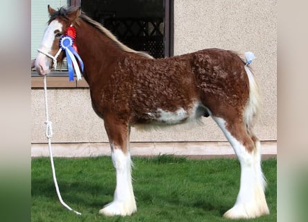 Clydesdale, Hengst, 1 Jahr