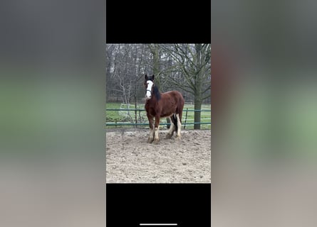 Clydesdale, Hengst, 2 Jahre, 162 cm, Brauner