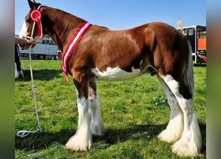 Clydesdale, Hengst, 2 Jahre