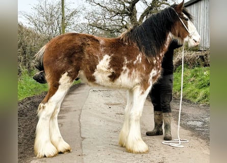 Clydesdale, Hengst, 2 Jahre