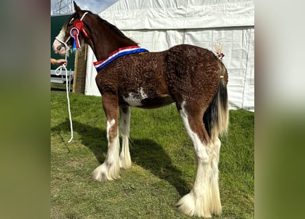 Clydesdale, Hengst, 2 Jahre