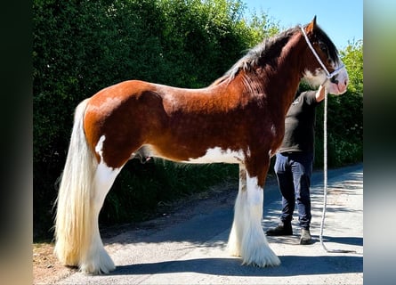 Clydesdale, Hengst, 3 Jaar