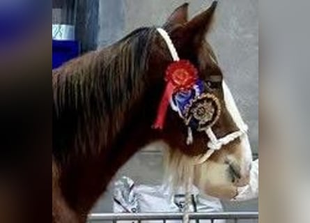 Clydesdale, Hengst, 3 Jahre