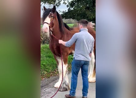 Clydesdale, Hengst, 3 Jahre