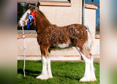 Clydesdale, Hengst, Fohlen (04/2025)