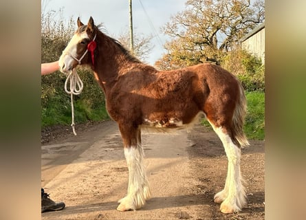 Clydesdale, Hengst, 