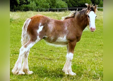 Clydesdale, Hengst, Fohlen (04/2026)