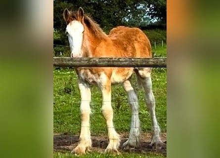 Clydesdale, Hengst, 