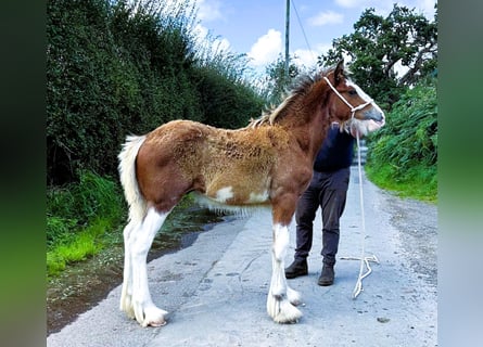 Clydesdale, Hengst, Fohlen (04/2024)