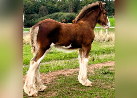 Clydesdale, Hengst, Veulen (06/2026)
