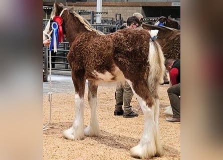 Clydesdale, Hengst, Veulen (04/2025)