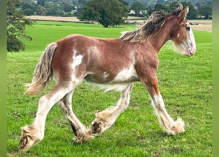 Clydesdale, Hengst, Veulen (03/2026)