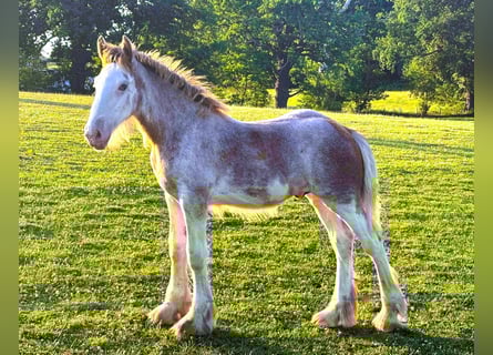 Clydesdale, Hengst, Veulen (01/2025)