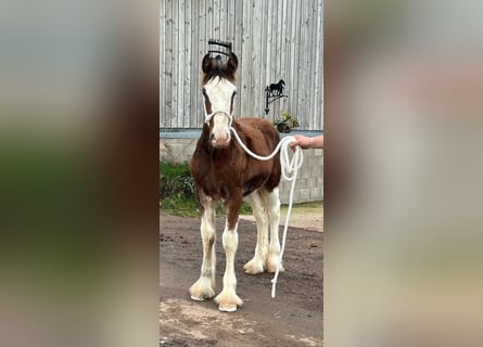 Clydesdale, Hingst, Föl (05/2024)