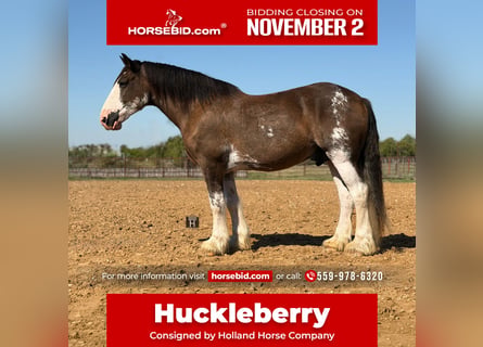 Clydesdale, Hongre, 11 Ans, Bai