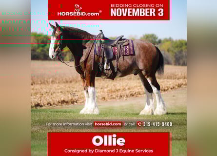 Clydesdale, Hongre, 9 Ans, 175 cm, Bai cerise