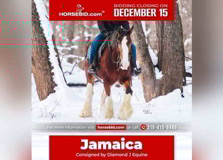 Clydesdale, Jument, 12 Ans, 180 cm, Bai cerise