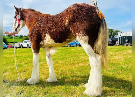 Clydesdale, Jument, 1 Année