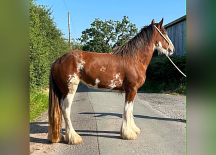 Clydesdale, Klacz, 3 lat