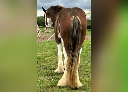 Clydesdale, Klacz, 3 lat